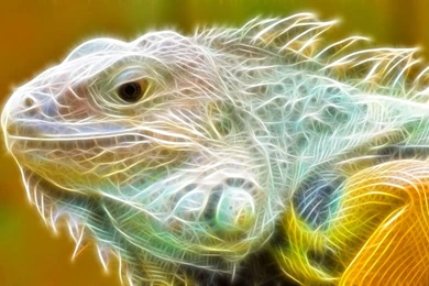 3D Abstract Lugana Lizard Animals Wallpapers Desktop.jpg