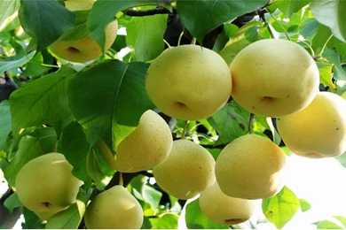 Green Apple Backgrounds Wallpapers Dowload