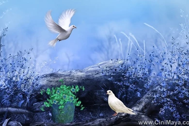 Soft Wallpapers Hd   Wallpapers