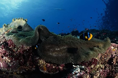 Hd Wallpapers Picture Hd