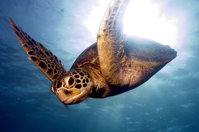 Animals Archives   Page 8 Of 9   HD Wallpapers Source