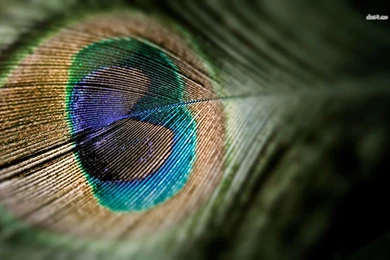 Peacock Feather Wallpapers   Artistic Wallpapers