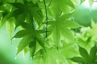 Green leaf wallpaper hd.jpg