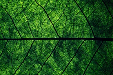 Green Leaf Makro Wallpapers And Images   Wallpapers, Pictures, Photos