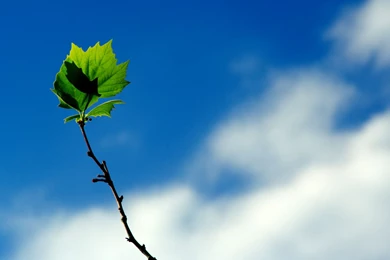 Green Leaf Wallpapers