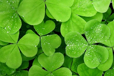 Leaf And Flowers In Night Wallpapers Pics