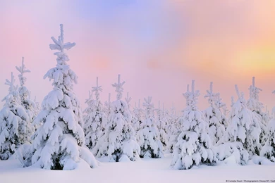 New Windows Themes For The Beginning Of Winter