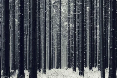 1366x768 Forest, Snow, Winter, Trees Wallpapers And Pictures 41049