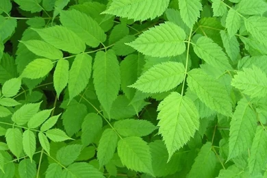 Green Leaf Wallpapers HD Nature   Tinzie