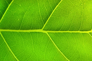 Green Leaf HD Wallpapers