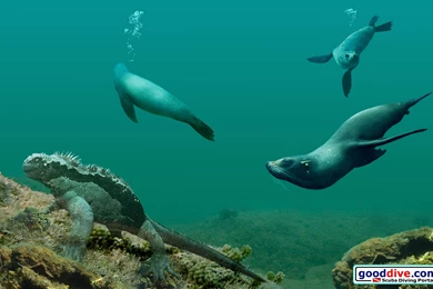 Wallpapers Galapagos 1680 1050