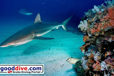 Wallpapers Reef Sharks   1680 1050