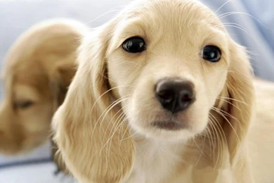 Animal 3d Wallpapers Of Dogs