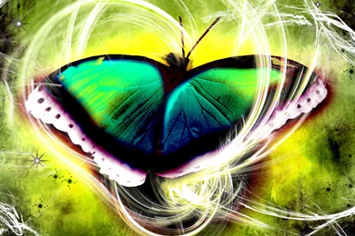 Beautiful Butterfly 3d Wallpapers 5290 Wallpapers Hdwallsize Com ...