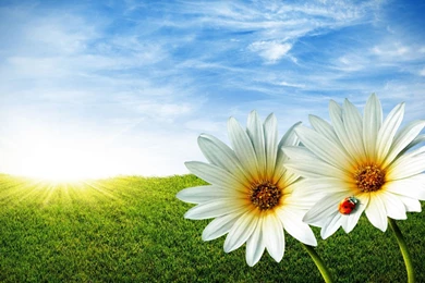 45 HD Beautiful Wallpapers/Backgrounds For Free Download