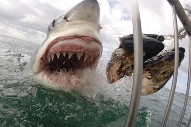 Super Scary Great White Shark Feeding HD Wallpapers   Cool Wallpapers