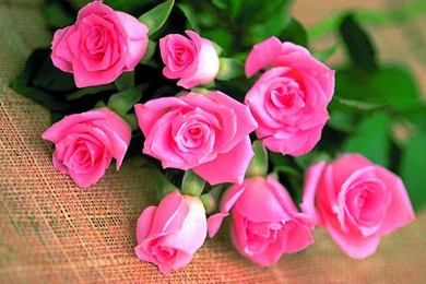 Beautiful Roses Wallpapers (20 Photos)