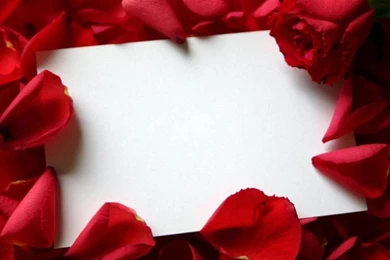 Beautiful Roses Wallpapers Free Download – Valentine Week 2016