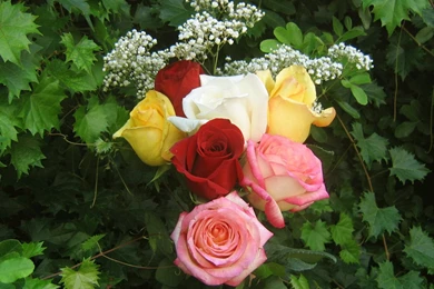 Roses_bouquet_3549.jpg