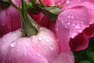 Rose Wallpapers Hd Tumblr For Walls For Mobile Phone Widescreen For ...