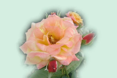 Beautiful_roses_wallpaper_1832.jpg