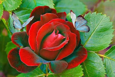 Beautiful Roses Wallpapers Hd