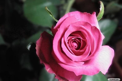 Pictures Of Beautiful Roses   Wallpapers HD Fine