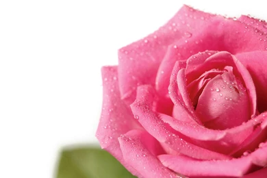 Rose Flowers Wallpaper: Beautiful Roses Wallpapers