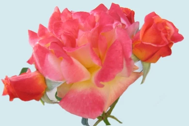 Beautiful_roses_wallpaper_1280x800_1913_back.jpg