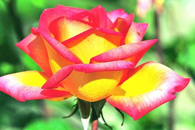 Beautiful Roses Wallpapers Hd   2 Items