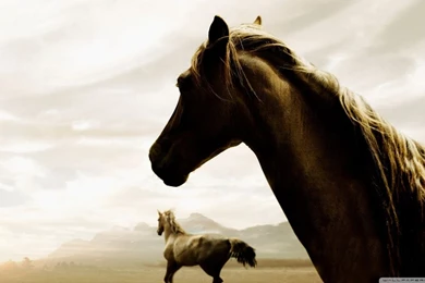 Horse HD Desktop Wallpapers : Widescreen : High Definition ...