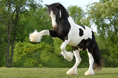 Horse Pics HD 1.jpg