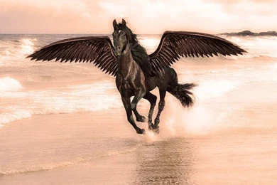 HD Animals Wallpapers: Black Horses, Black Horse Wallpapers For ...