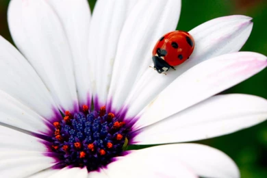 Ladybug 2016 4K Spring Wallpaperss