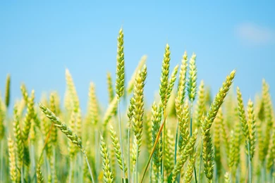 Download Sky Grass Wallpapers High Quality Resolution