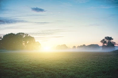 1920x1200 Sky Grass Trees Sun Foggy Desktop PC And Mac Wallpapers