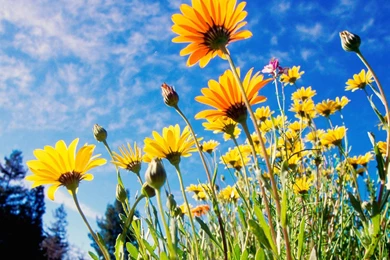 Download Wallpapers 3840x2160 Flowers, Yellow, Sky, Grass, Meadow ...