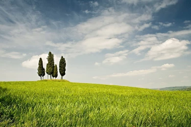Grass Trees Field Clouds Sky Wallpapers