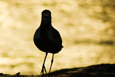 I Am Back HD Desktop Wallpapers : High Definition : Fullscreen : Mobile