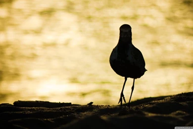 I Am Back HD Desktop Wallpapers : High Definition : Fullscreen : Mobile