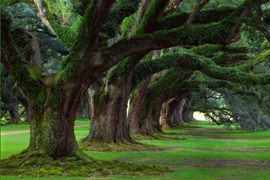 Www Pictures Of Nature   Desktop Backgrounds