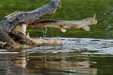 Crocodile HD Wallpapers