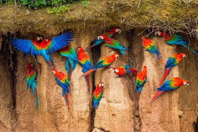 Cool hd wallpapers 1920x1080 beautiful macaws.jpg