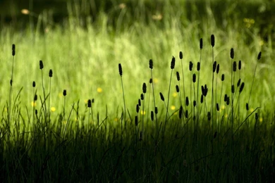 Green Grass Desktop Wallpapers   , New Wallpapers, New Wallpapers