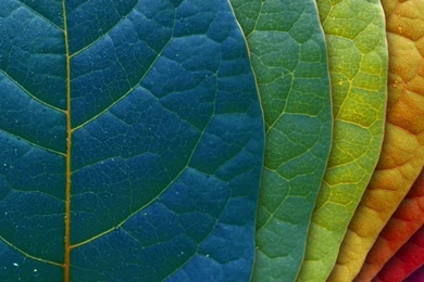 Colorful Leaves Abstract Desktop Wallpapers 800x600, Colorful ...