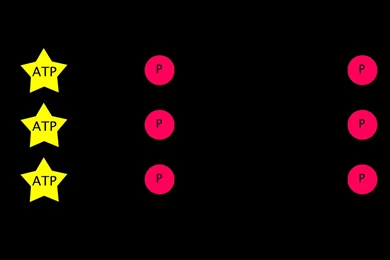 Light independent Reactions   Wikipedia, The Free Encyclopedia