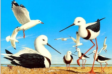 Big Birds Wallpapers   Entertainment Only