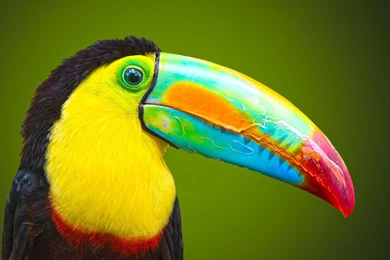Big Beak Beautiful Bird Wallpapers