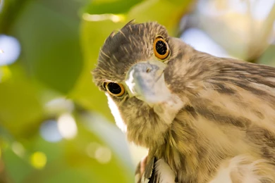 Big Bird Eyes Wallpapers