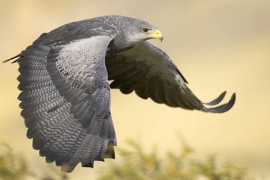 Giant Big Eagle Bird Desktop Wallpapers